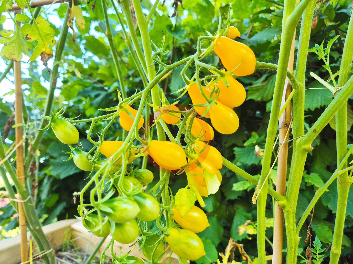 Sweet Beverly DER TOMATENFLÜSTERER