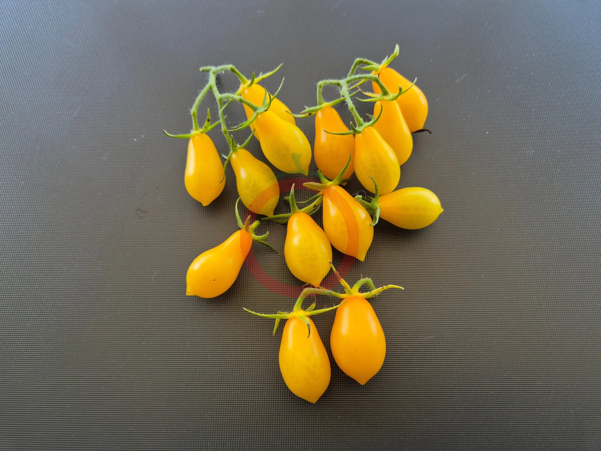 Sweet Beverly DER TOMATENFLÜSTERER