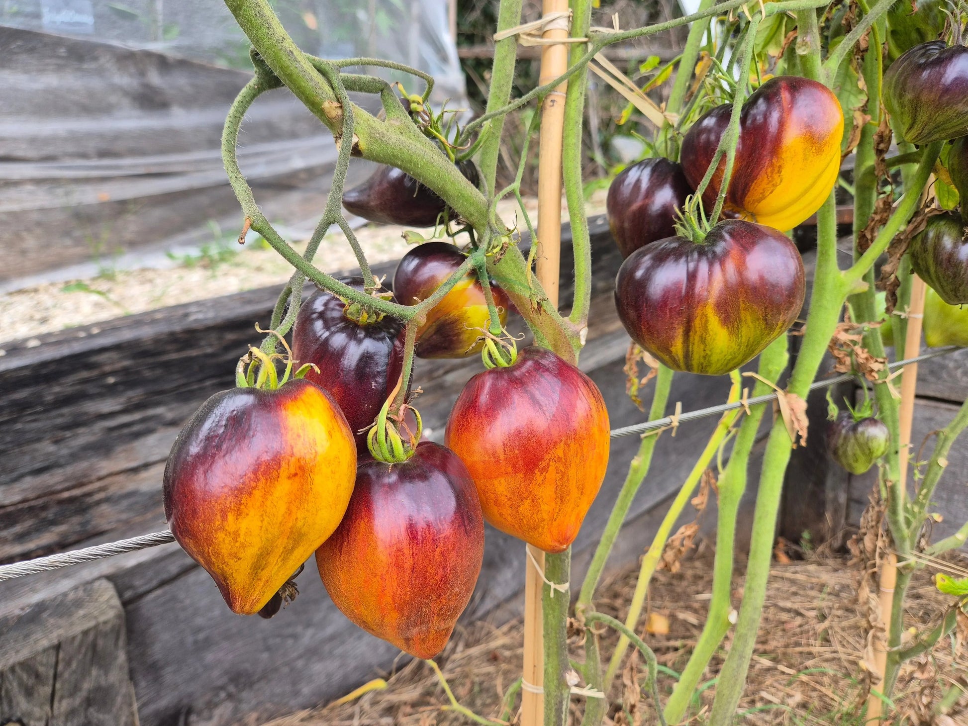 Sweet Caramel Sofia DER TOMATENFLÜSTERER