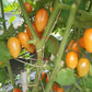 Sweet Cream DER TOMATENFLÜSTERER