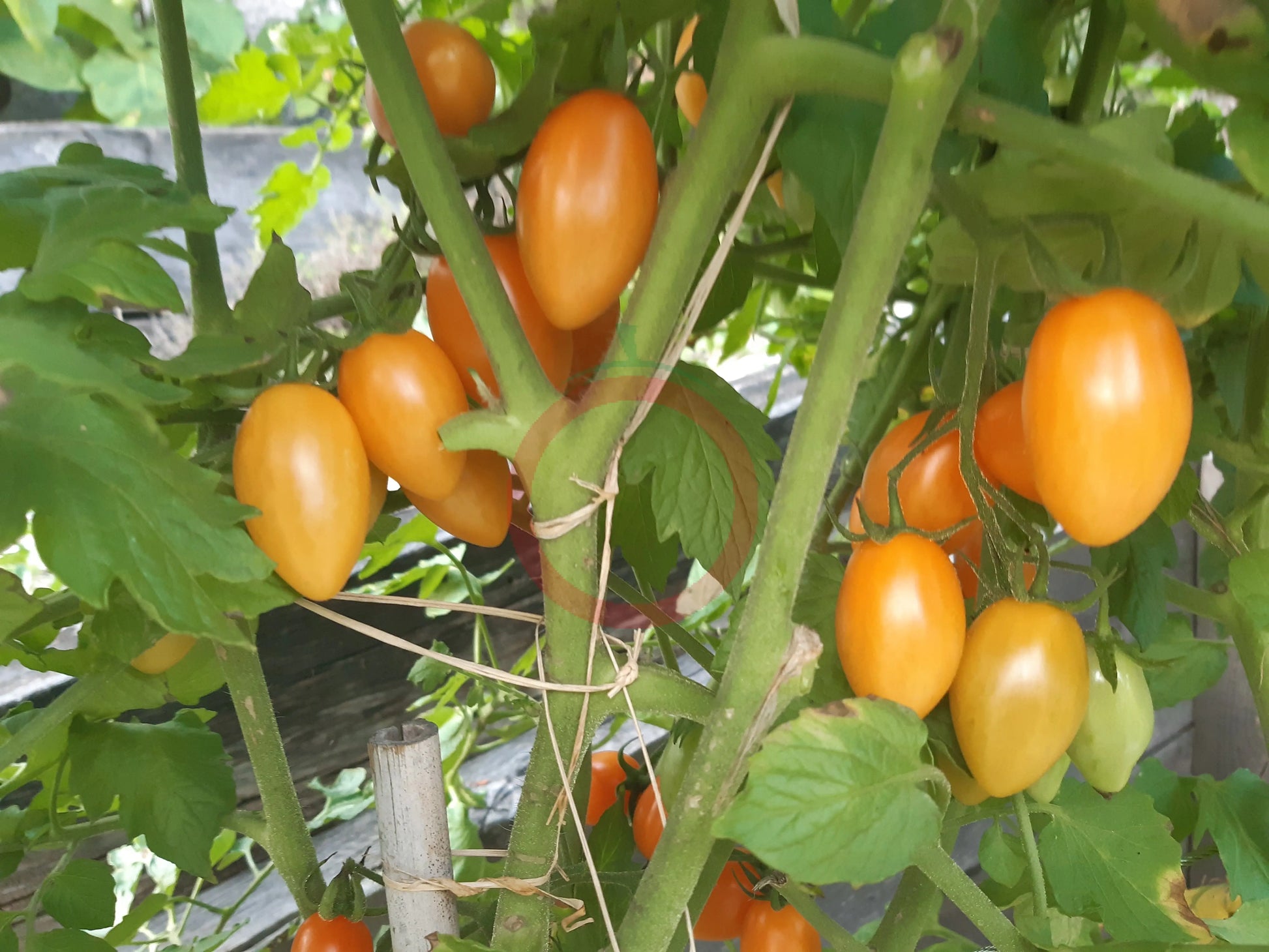 Sweet Cream DER TOMATENFLÜSTERER