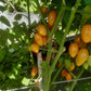 Sweet Cream DER TOMATENFLÜSTERER
