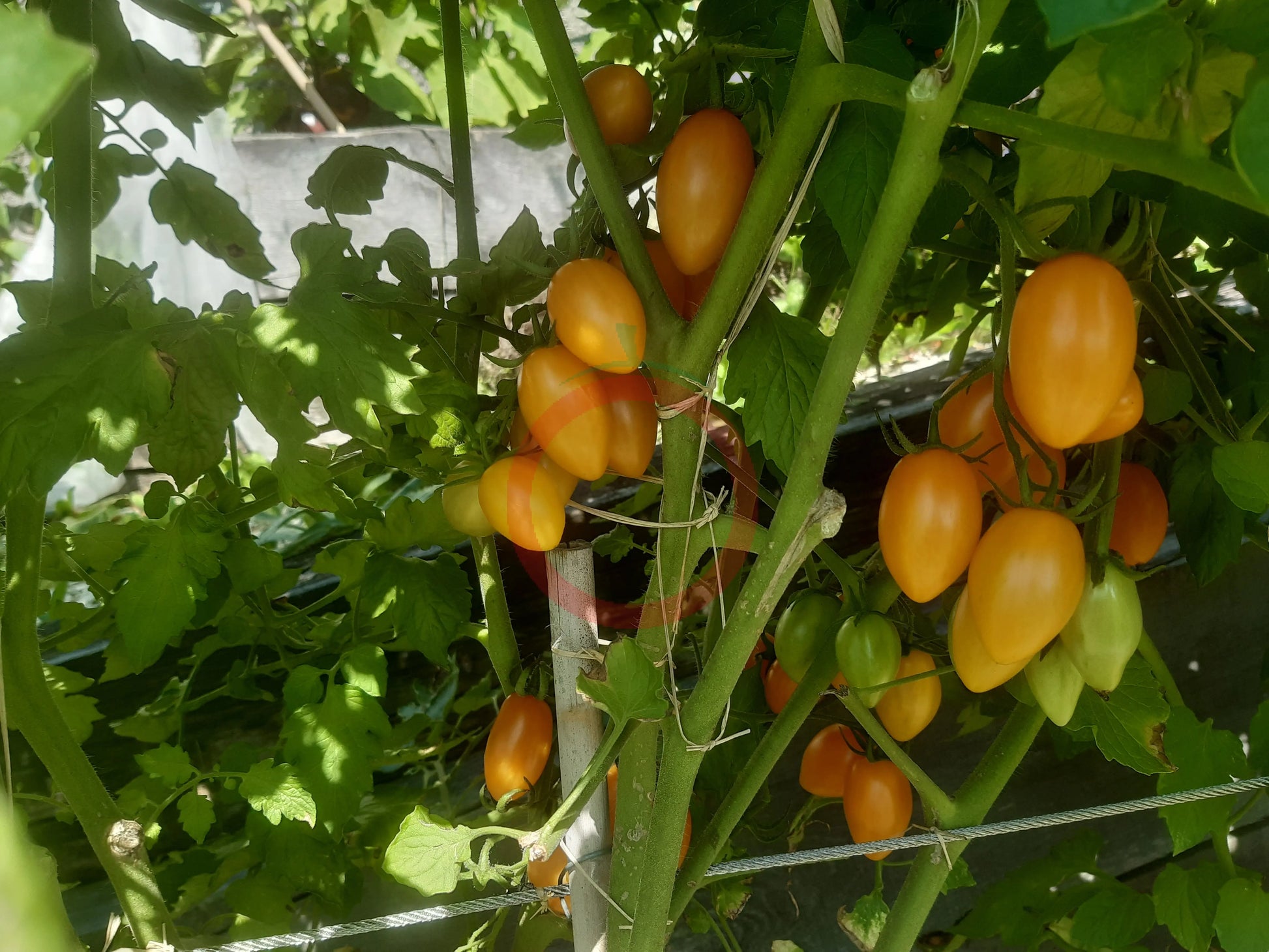Sweet Cream DER TOMATENFLÜSTERER