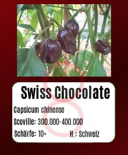 Swiss Chocolate DER TOMATENFLÜSTERER