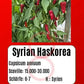 Syrian Haskorea DER TOMATENFLÜSTERER