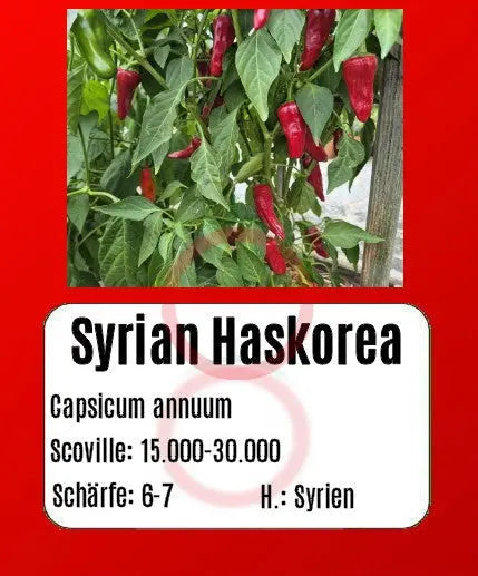 Syrian Haskorea DER TOMATENFLÜSTERER