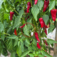 Syrian Haskorea DER TOMATENFLÜSTERER