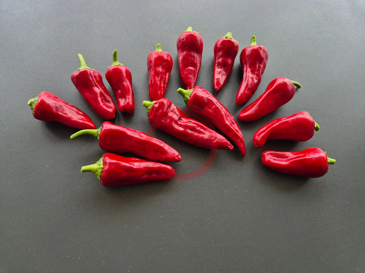 Syrian Haskorea DER TOMATENFLÜSTERER