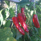 Szegediner DER TOMATENFLÜSTERER
