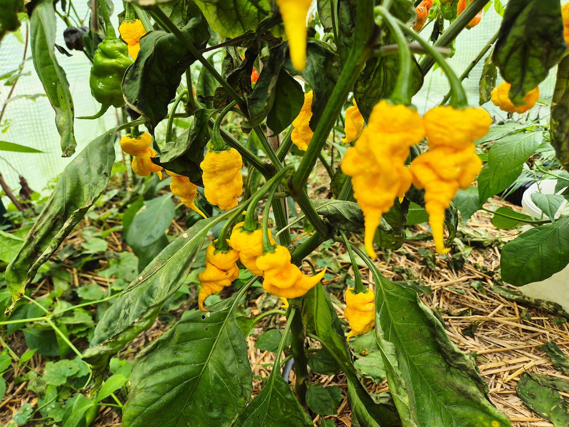 T-Rex Yellow DER TOMATENFLÜSTERER