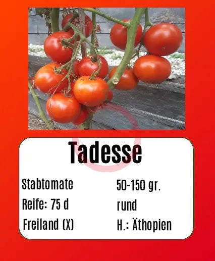 Tadesse DER TOMATENFLÜSTERER