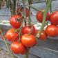 Tadesse DER TOMATENFLÜSTERER