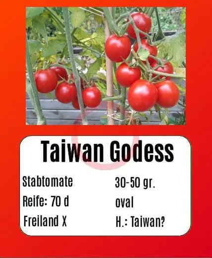 Taiwan Goddess DER TOMATENFLÜSTERER