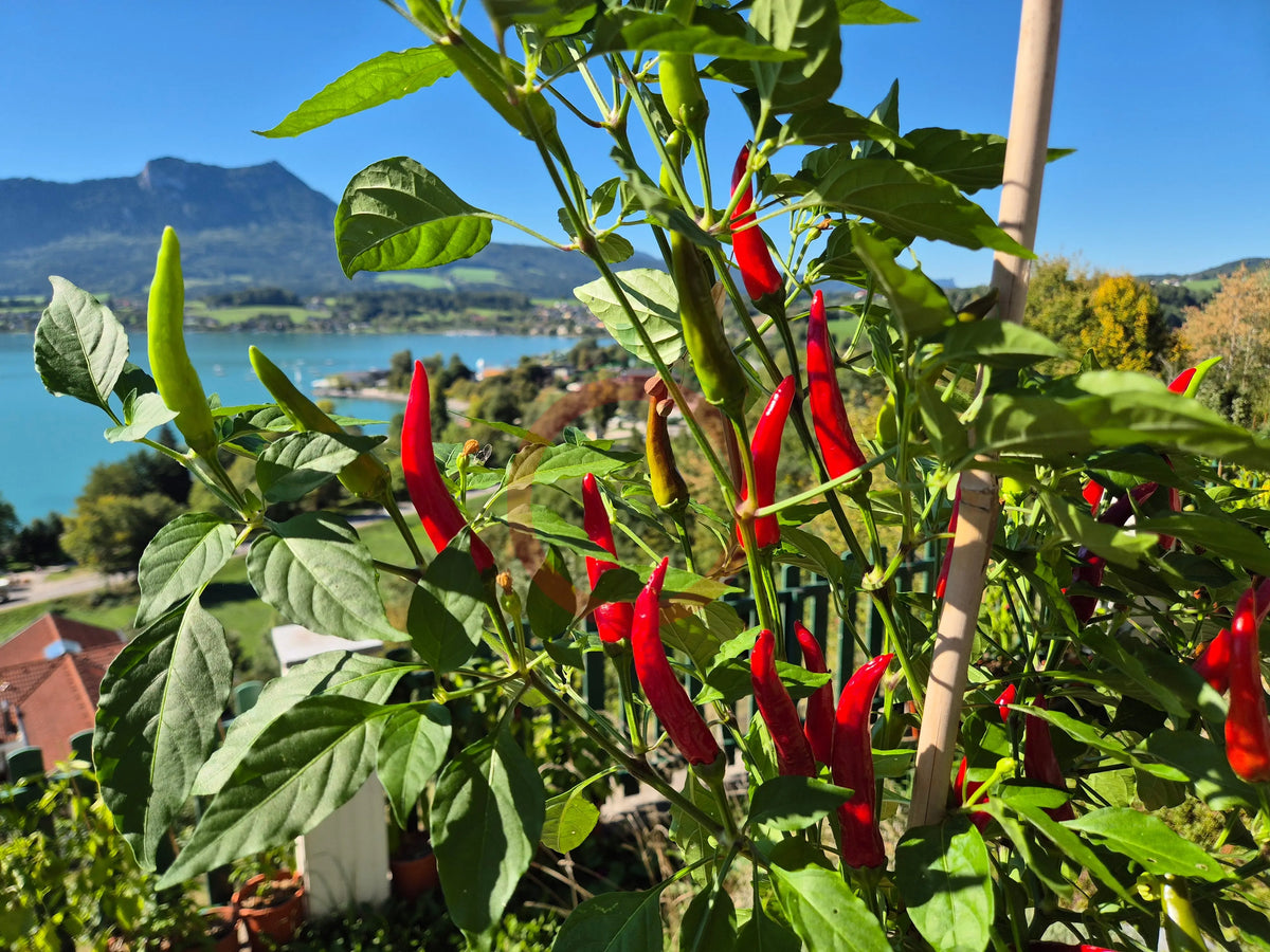 Takanotsume DER TOMATENFLÜSTERER