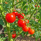 Tamina DER TOMATENFLÜSTERER