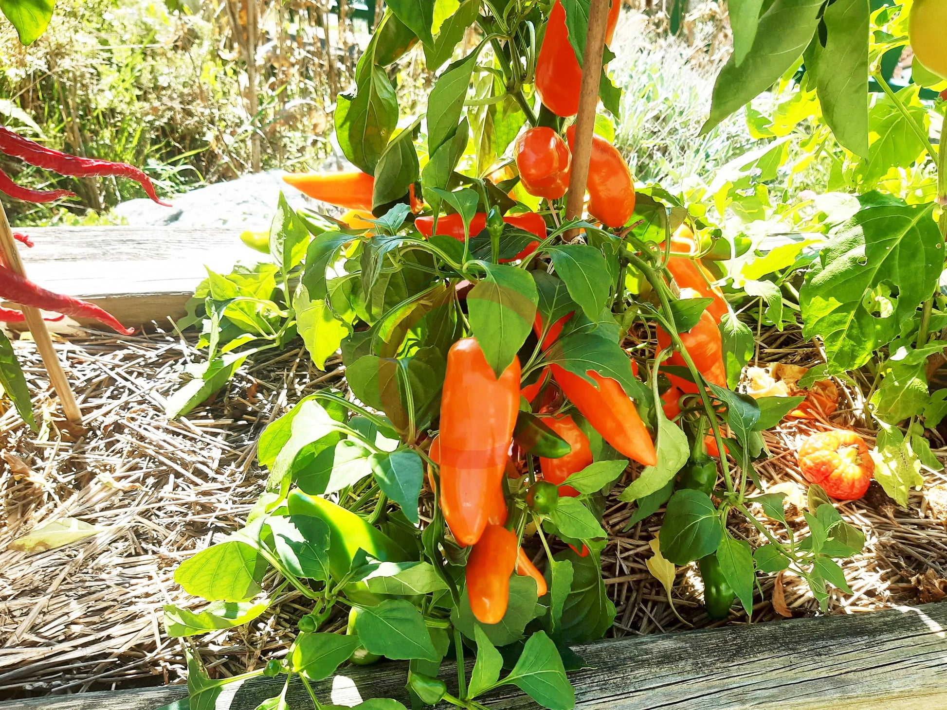 Tangerine Dream DER TOMATENFLÜSTERER
