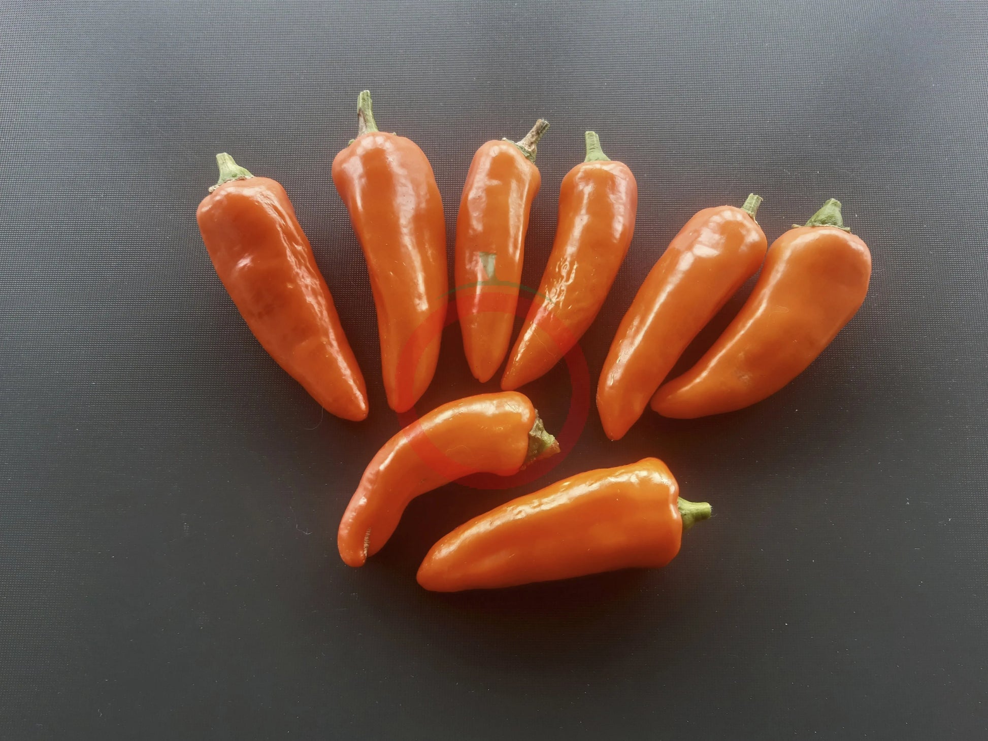 Tangerine Dream DER TOMATENFLÜSTERER