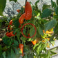 Tangerine Dream DER TOMATENFLÜSTERER