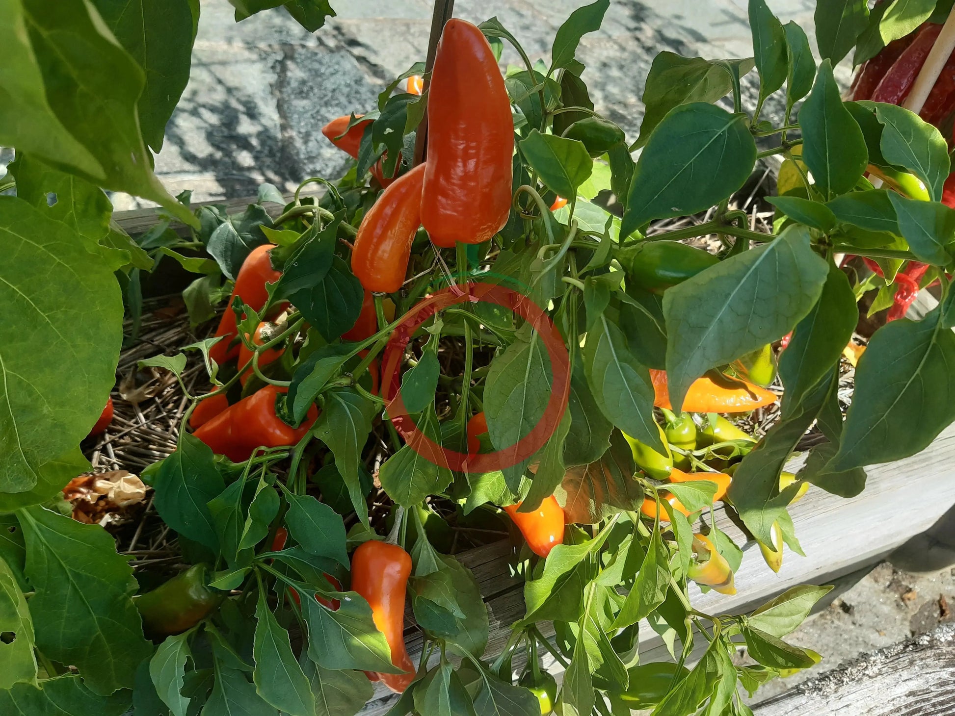 Tangerine Dream DER TOMATENFLÜSTERER