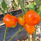 Tante Gretels magische Hüte DER TOMATENFLÜSTERER