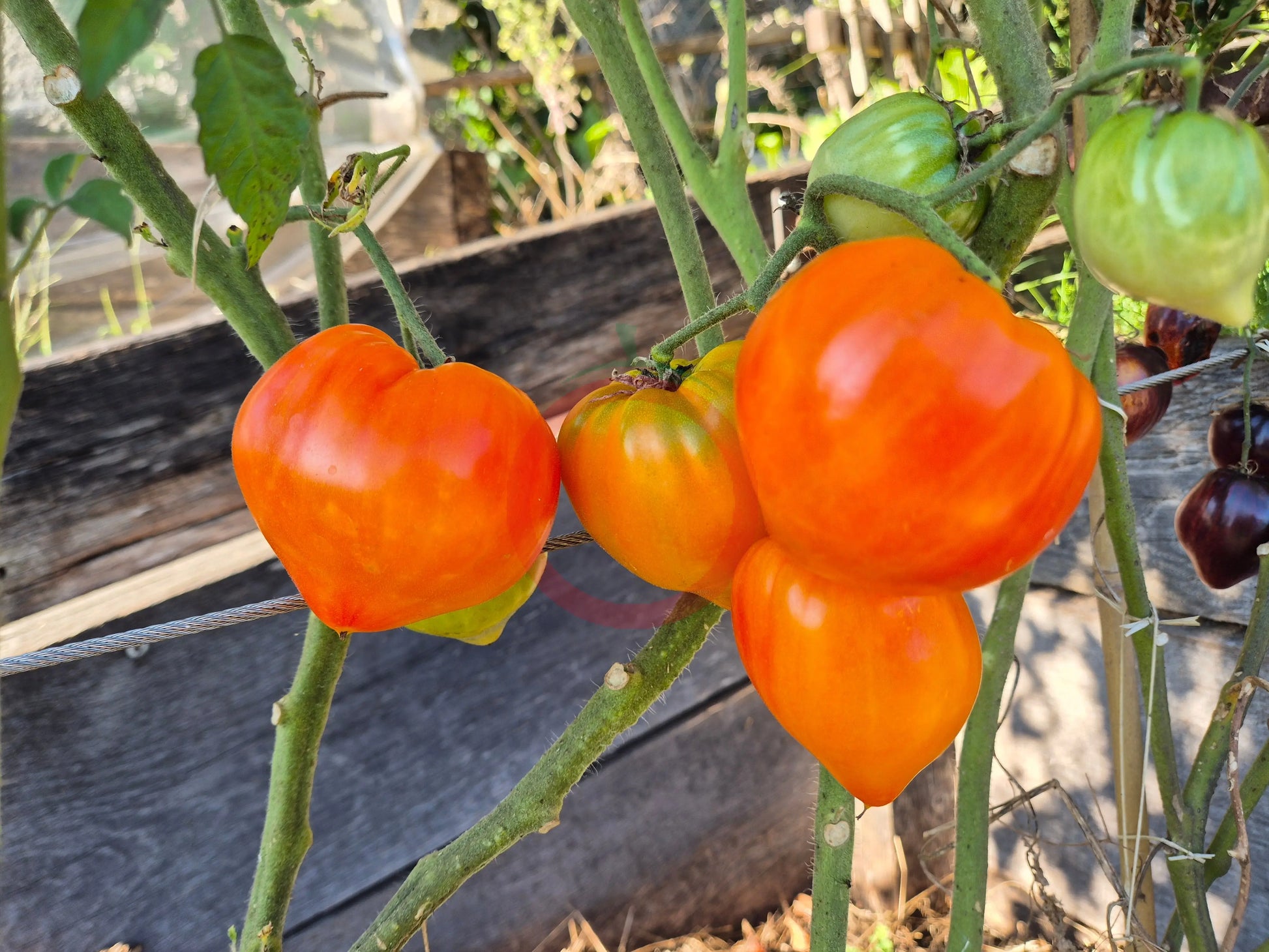 Tante Gretels magische Hüte DER TOMATENFLÜSTERER