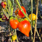 Tante Gretels magische Hüte DER TOMATENFLÜSTERER