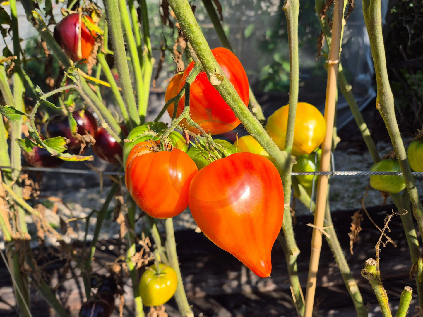 Tante Gretels magische Hüte DER TOMATENFLÜSTERER