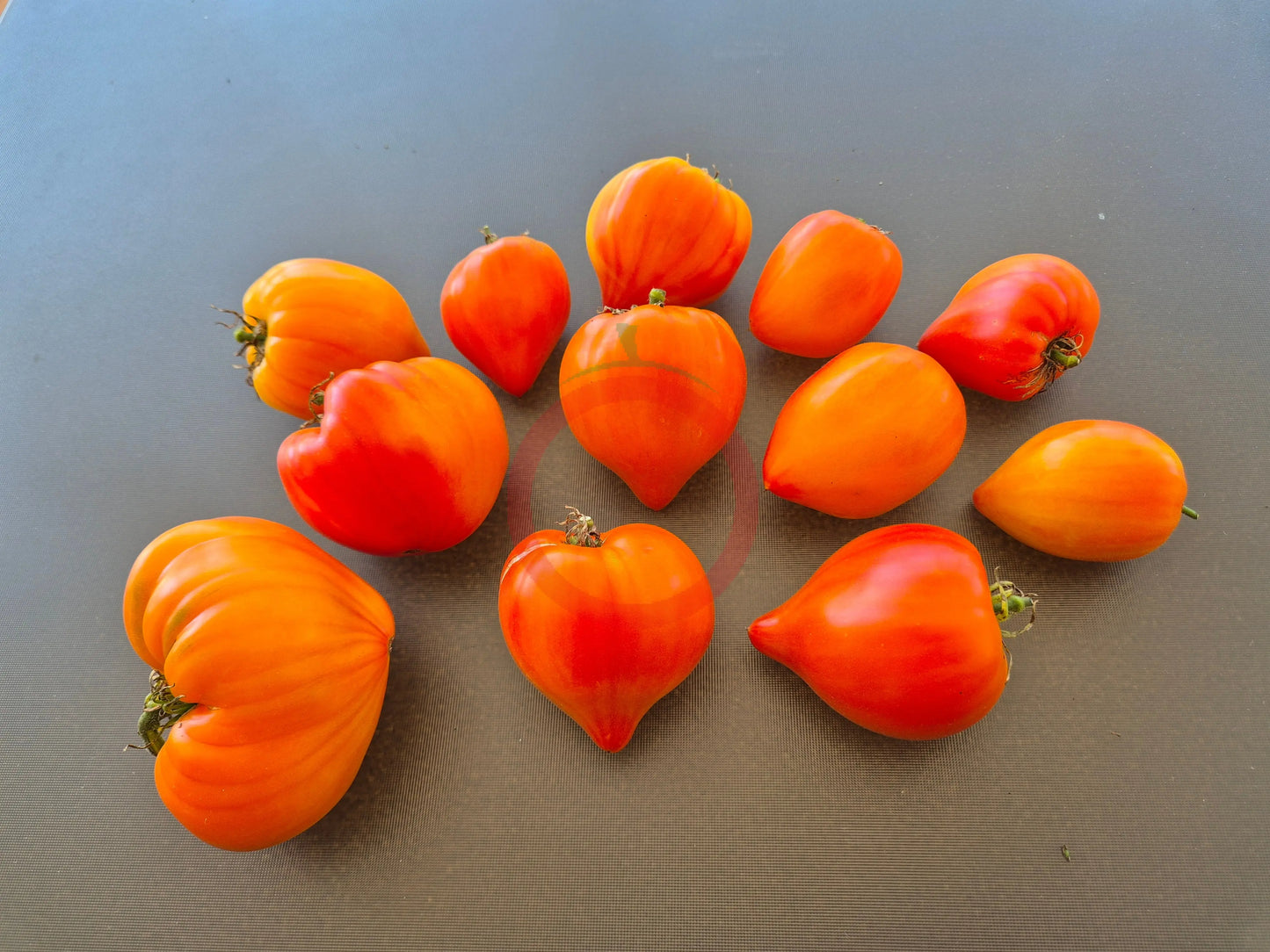 Tante Gretels magische Hüte DER TOMATENFLÜSTERER