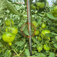 Tante Gretels magische Hüte DER TOMATENFLÜSTERER