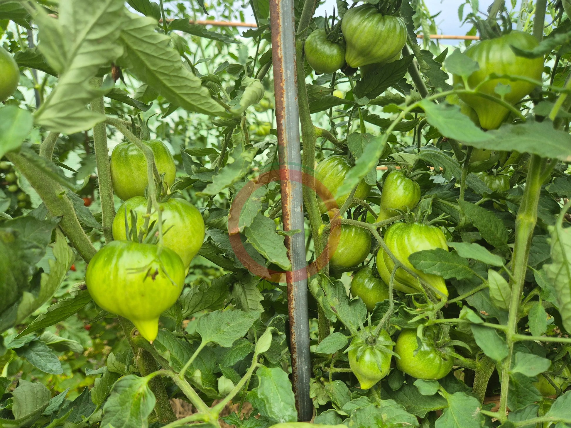 Tante Gretels magische Hüte DER TOMATENFLÜSTERER