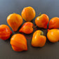 Tante Gretels magische Hüte DER TOMATENFLÜSTERER