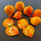 Tante Gretels magische Hüte DER TOMATENFLÜSTERER