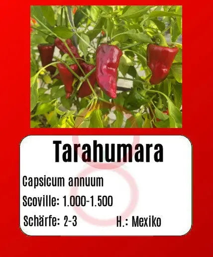 Tarahumara DER TOMATENFLÜSTERER
