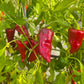 Tarahumara DER TOMATENFLÜSTERER