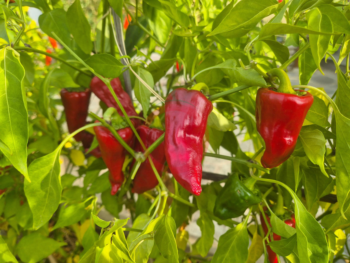 Tarahumara DER TOMATENFLÜSTERER