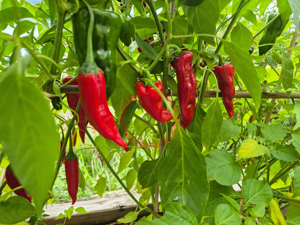 Tarahumara DER TOMATENFLÜSTERER