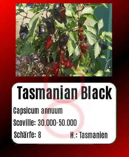 Tasmanian Black DER TOMATENFLÜSTERER