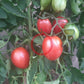 Taste Patio DER TOMATENFLÜSTERER