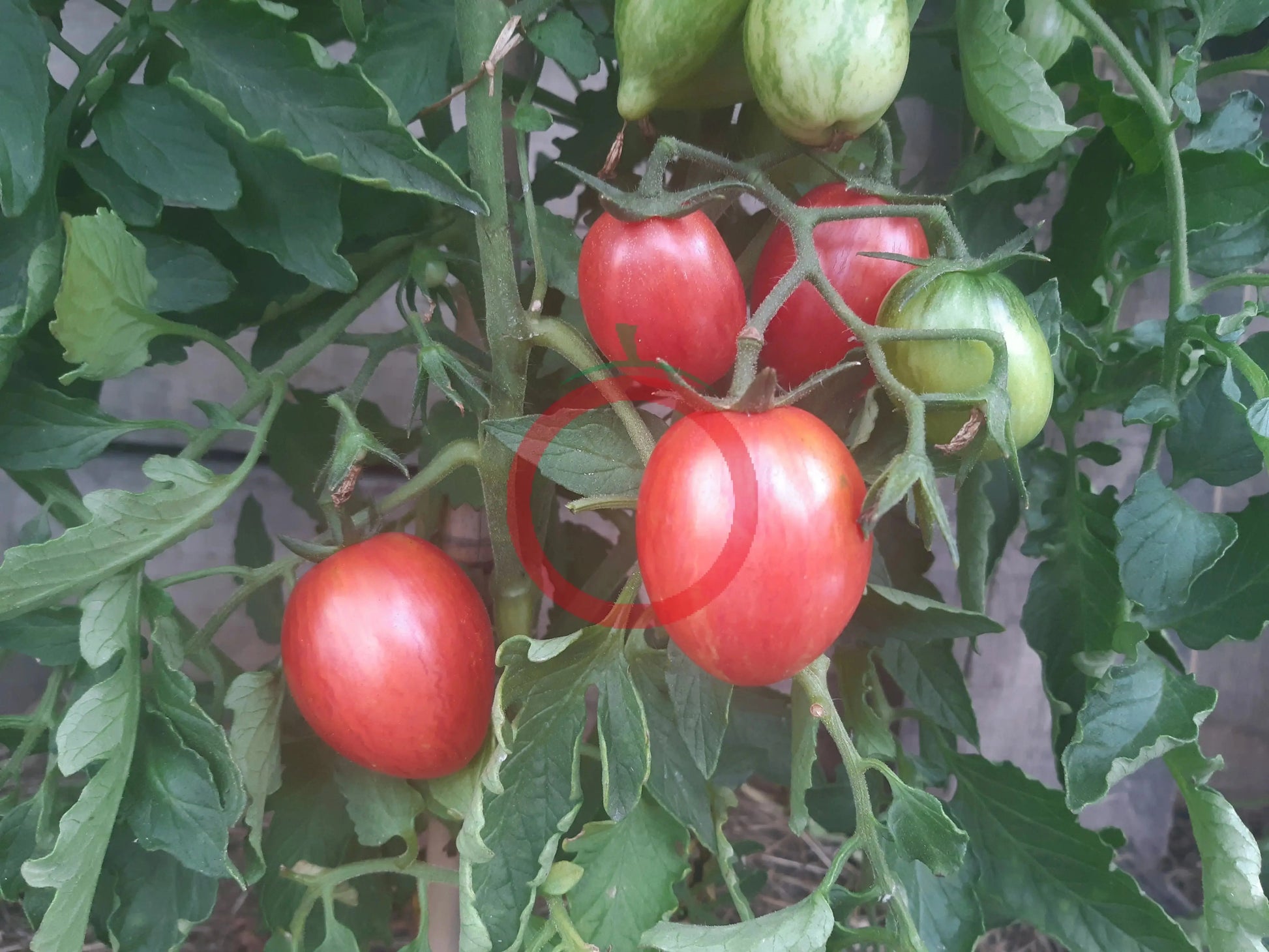 Taste Patio DER TOMATENFLÜSTERER