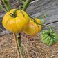 Taylor Lacey Leaf DER TOMATENFLÜSTERER