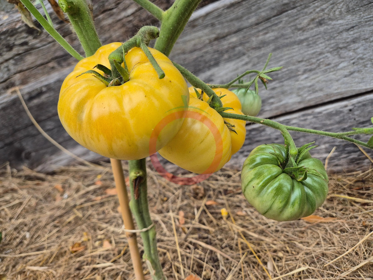 Taylor Lacey Leaf DER TOMATENFLÜSTERER