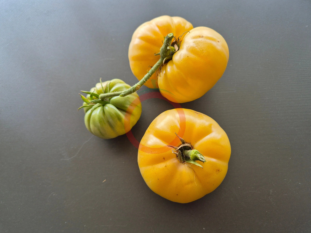 Taylor Lacey Leaf DER TOMATENFLÜSTERER