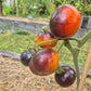 Taynyye Rubiny Valentiny DER TOMATENFLÜSTERER
