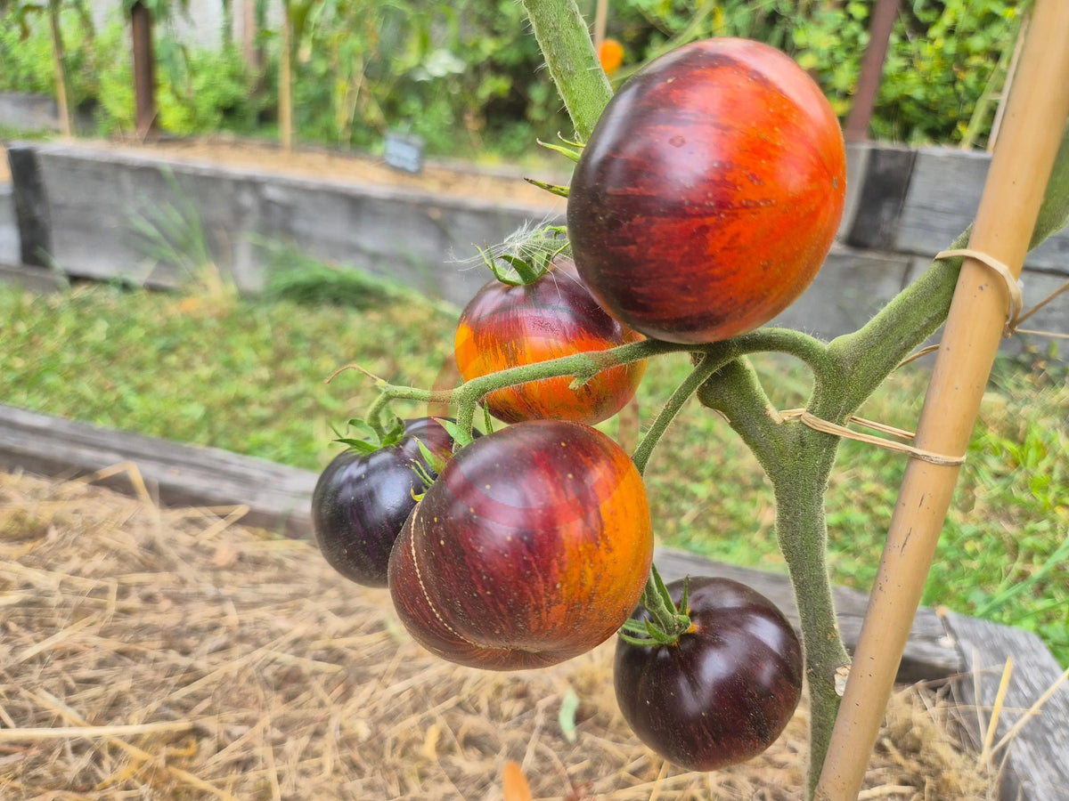 Taynyye Rubiny Valentiny DER TOMATENFLÜSTERER