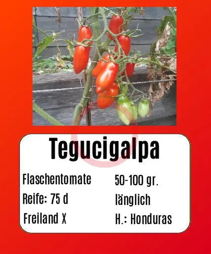 Tegucigalpa DER TOMATENFLÜSTERER