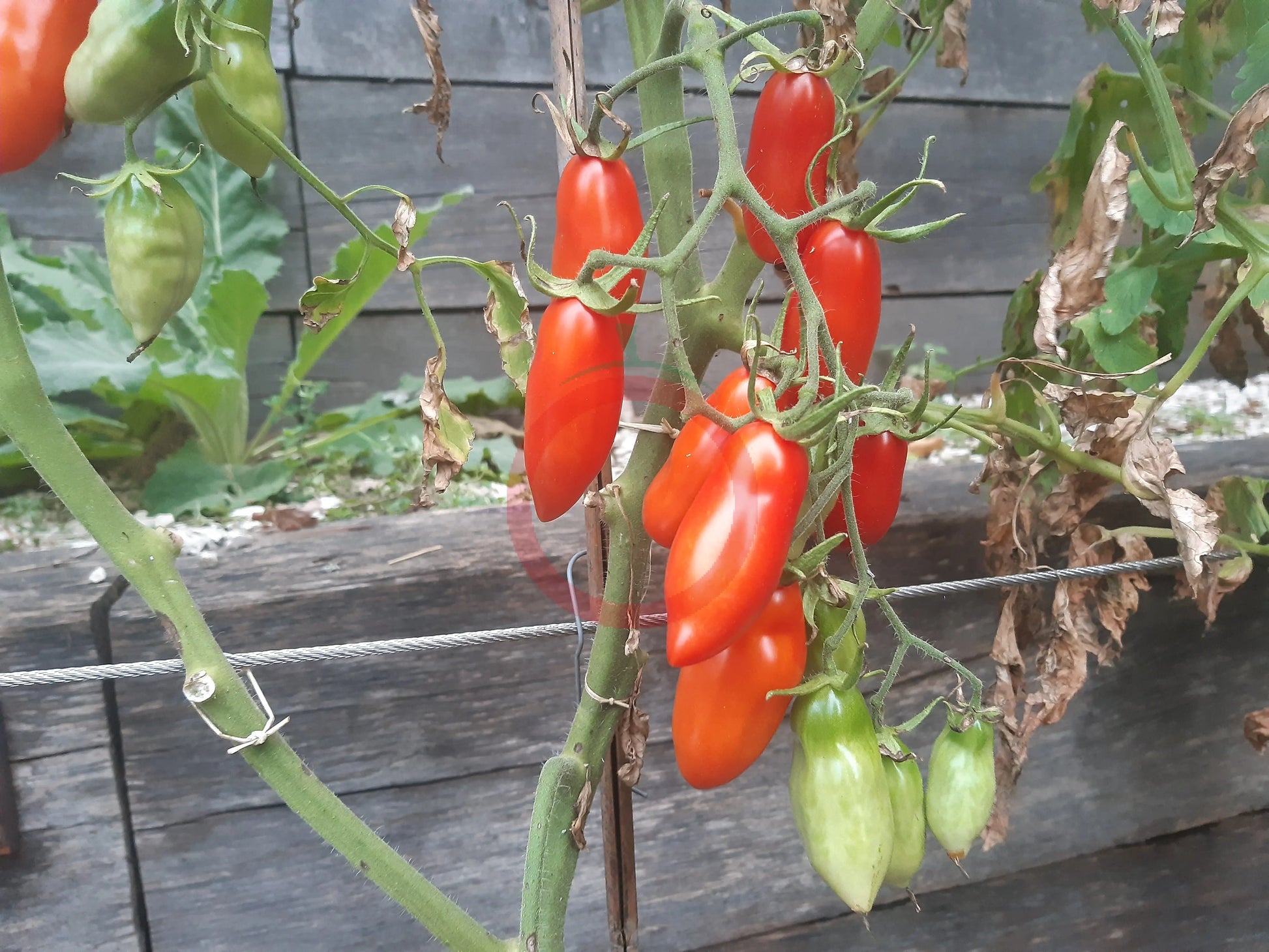 Tegucigalpa DER TOMATENFLÜSTERER