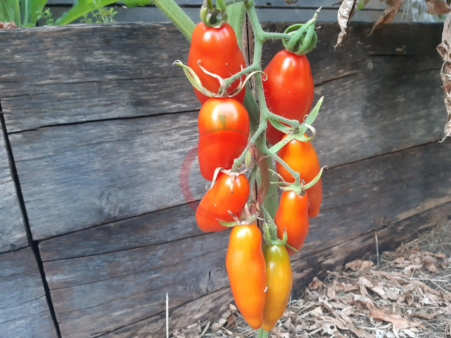 Tegucigalpa DER TOMATENFLÜSTERER