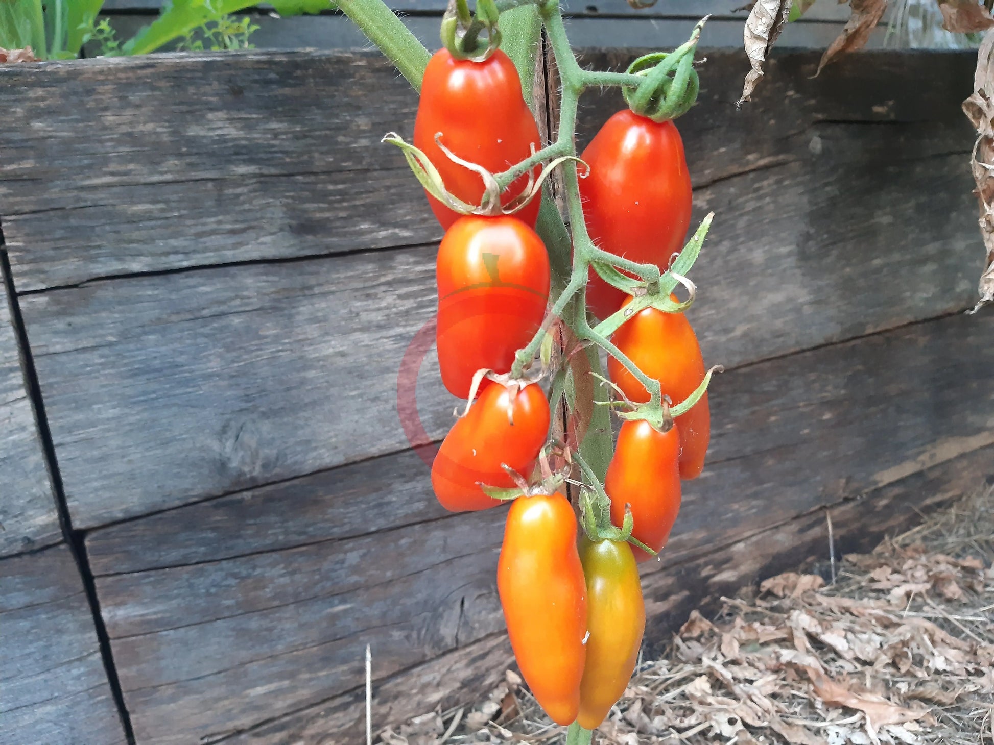 Tegucigalpa DER TOMATENFLÜSTERER