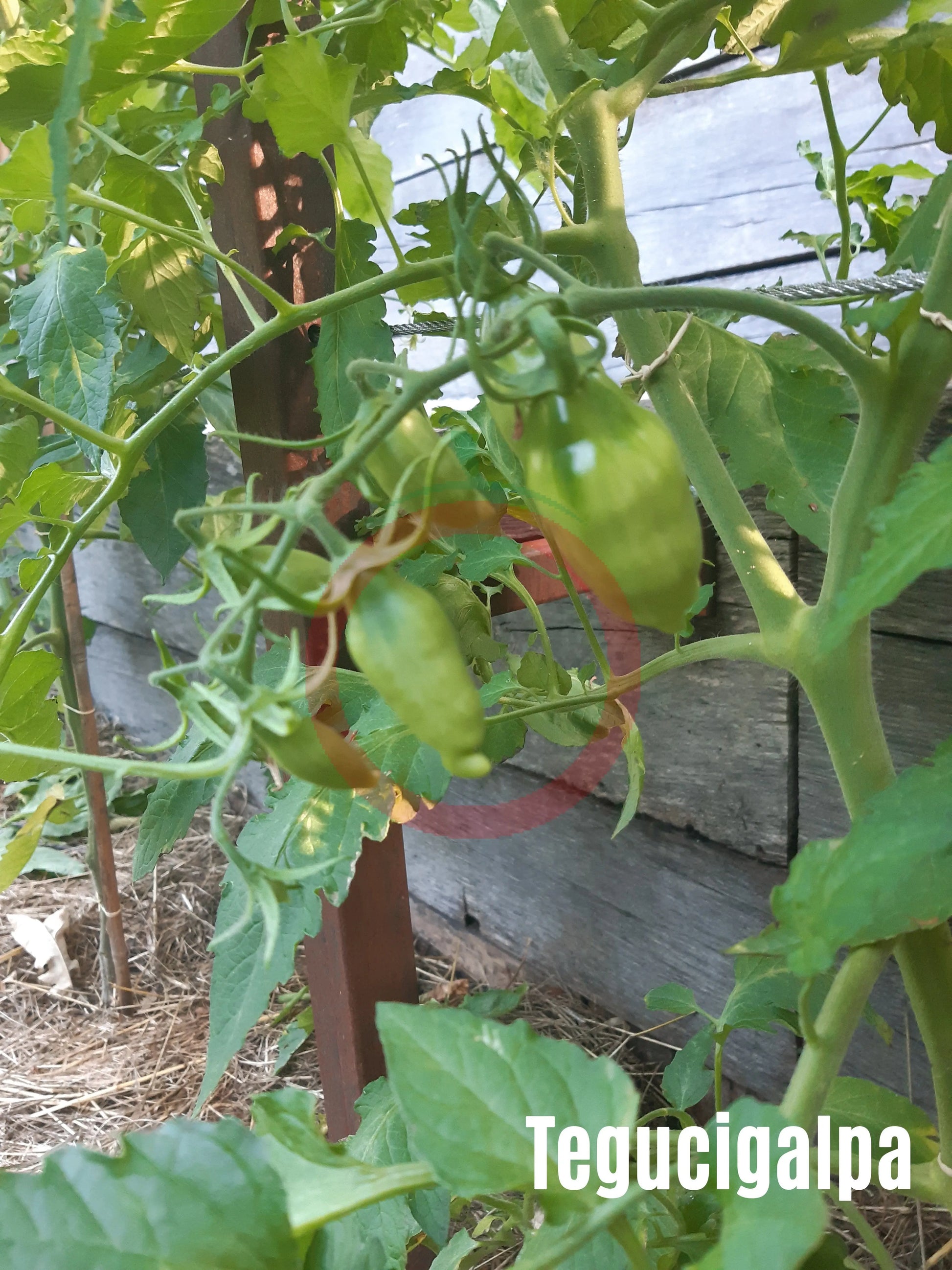 Tegucigalpa DER TOMATENFLÜSTERER