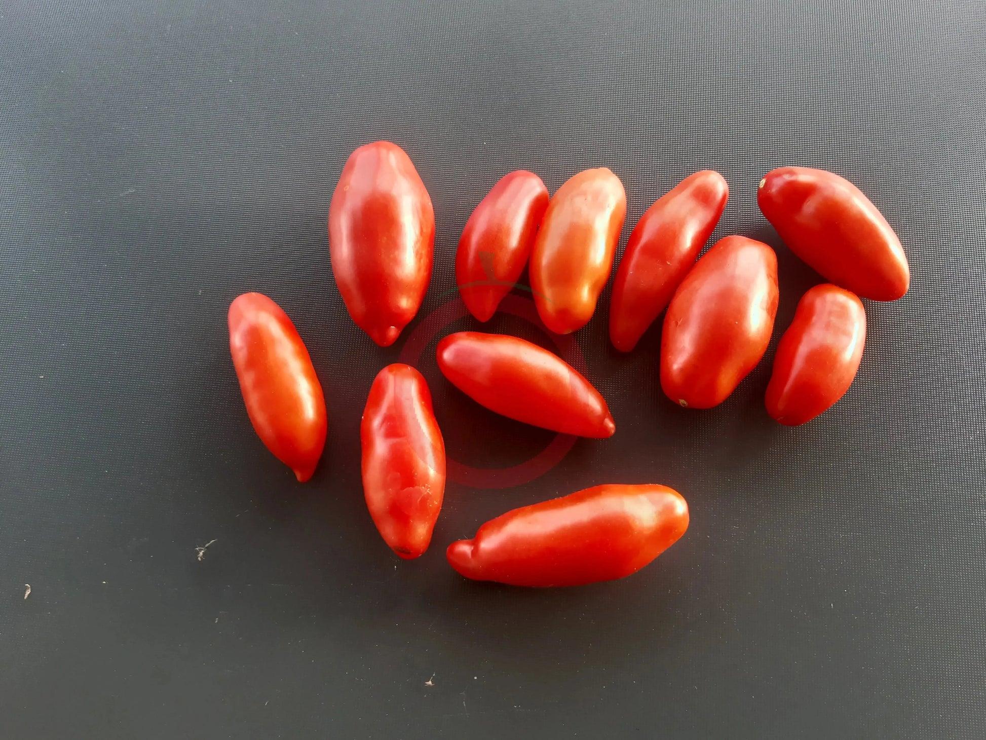Tegucigalpa DER TOMATENFLÜSTERER